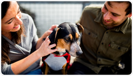 Flying with Cats Checklist