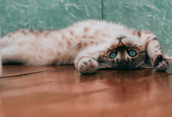 Flying with Dogs Checklist